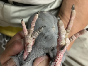 とれましたが、一本だけ黒いです
