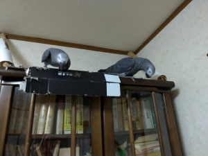 保護のダンボールを破壊中