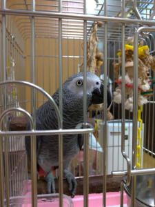 ぶんぶん飛ぶよ（ルカ）