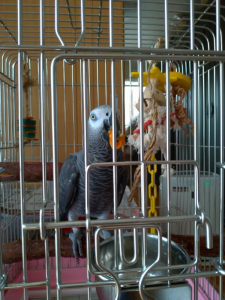 おみかんウマウマ（ルカ）