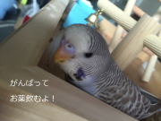 決意表明