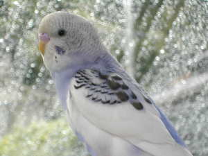 うちの初代手乗りインコちゃん！