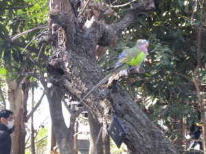 テンニョインコ