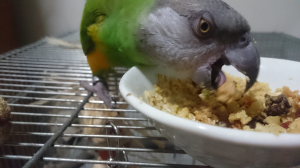 ラウディブッシュのオヤツです♪