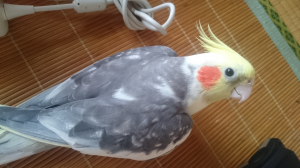 羽広げて歩いてました(笑)