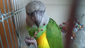 食べてるやつばかり(笑)