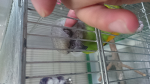 撫でるまで、体をブンブンしてました