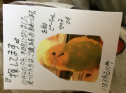 チラシです