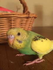 お茶屋なピーちゃん