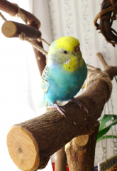 鳥の飼い方 生活 モノマネ好きの愛鳥と暮らしている方 教え方をご伝授ください とりっち インコなど鳥の日本最大級sns