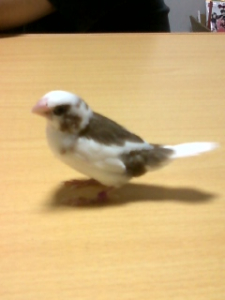横向き