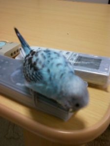 悪い子中リモコンカミカミ