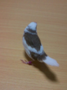 後姿です