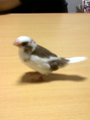 おちびちゃん