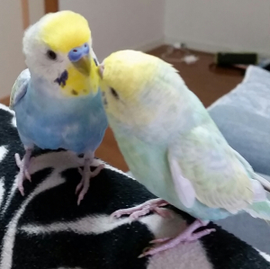 今朝のライベリ