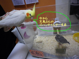 今から文鳥さんのゴハンタイムで〜す♪