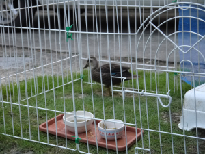 犬用ケージです