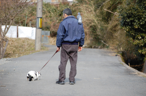 飛べないハト肩に乗せて猫連れて散歩（笑）