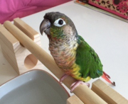 ハルです。止まり木つくりました。