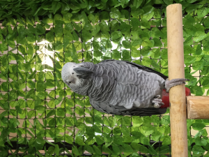 鳥友さんとオフ会でヨウムさん&#9833;