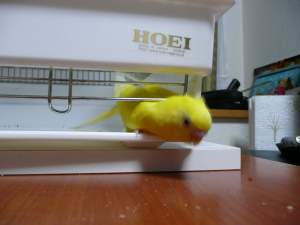 頑張ってます！