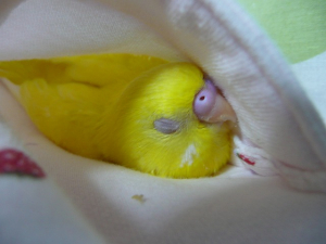 パジャマのポケットの中