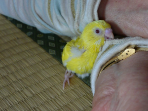 おばあちゃんの袖にカジカジ