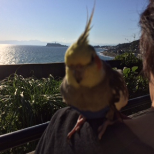 この写真は稲村ガ崎公園です。