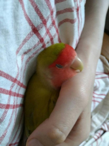 眠るももちゃん