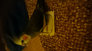 何でもかじるのが好きです。