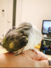 羽ギザギザ&hellip;分かりますでしょうか？