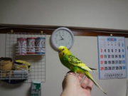 最近の沙希です