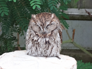 我が家の鳥ではありませんが