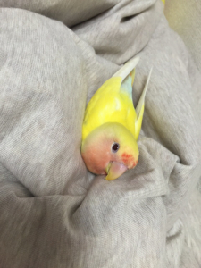ひょっこり