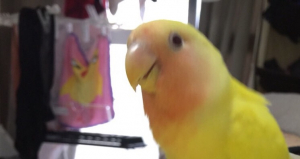 ちゃっぴーが辛いことがありませんように