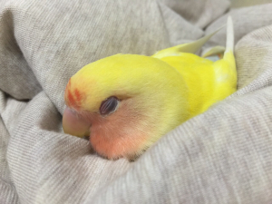 スヤスヤ