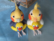 オカメさんたち♪