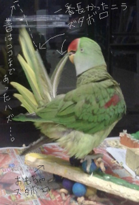 縮んだニラが良く分かる図