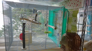 家主(文鳥)は放鳥中