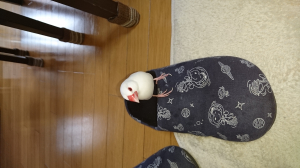 ここでくつろぎ中