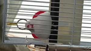 文鳥大福