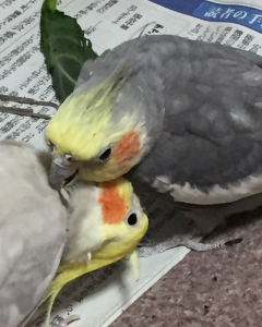 男の子同士ですがとっても仲良し&#128149;