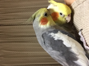 ボク達 急接近！