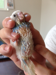 鳥の病気 病院 雛のセキセイインコのお尻 お腹が とりっち インコなど鳥の日本最大級sns