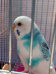 保護しているインコ1/2