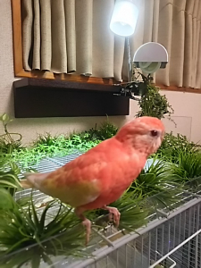 完全にツンデレ・・・