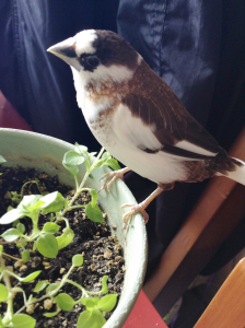 ハコベ大好き