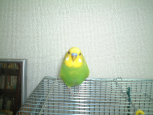 ちょこん。