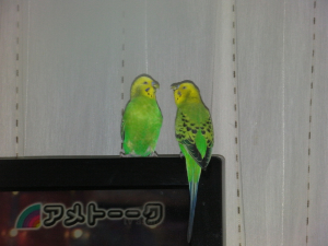 セキセイ会参加したかったな。
