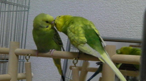 本当にありがとうございます。